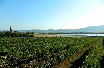 vineyard Sadot Winery Sde Yaaqov